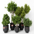 Potted Plants Indoor Vol 22 - uniquevry