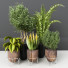 Potted Plants Indoor Vol 23 - uniquevry