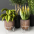 Potted Plants Indoor Vol 23 - uniquevry