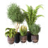 Potted Plants Indoor Vol 23 - uniquevry