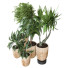 Potted Plants Indoor Vol 26 - uniquevry