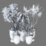 Potted Plants Indoor Vol 26 - uniquevry
