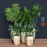 Potted Plants Indoor Vol 26 - uniquevry