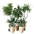 Potted Plants Indoor Vol 26 - uniquevry