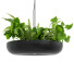 Lámparas colgantes Light Makers Indrid Decorative Plants Black - Diorart