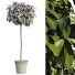 Roślina doniczkowa Bushes - uzbekmodilyer-46929