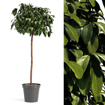 Roślina doniczkowa  Bushes Model 3D