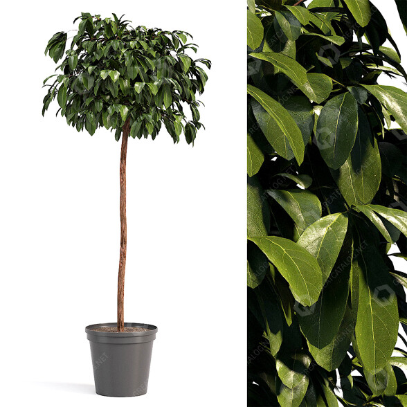 Roślina doniczkowa Bushes model 3D