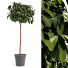 Roślina doniczkowa Bushes - uzbekmodilyer-46929