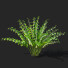 Bushes Polygonatum - valeriy korol ld