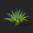 Bushes Polygonatum - valeriy korol ld