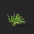 Bushes Polygonatum - valeriy korol ld