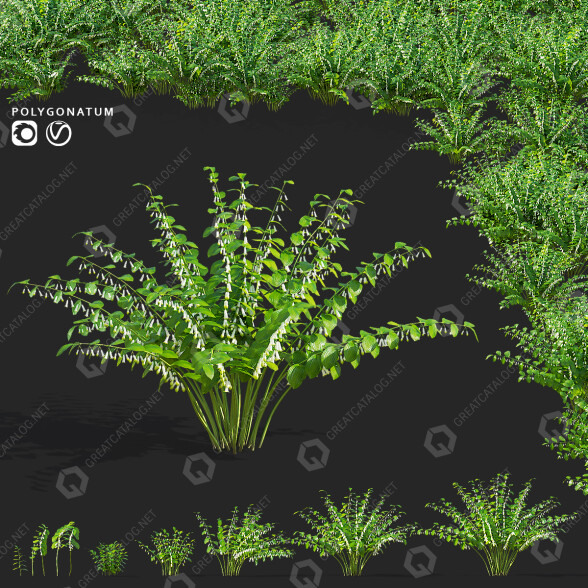 Bushes Polygonatum 3D model