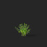 Bushes Polygonatum - valeriy korol ld