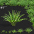 Bushes Polygonatum - valeriy korol ld