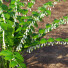 Bushes Polygonatum - valeriy korol ld