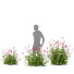 Büsche Persicaria amplexicaulis - valeriy korol ld