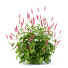 Büsche Persicaria amplexicaulis - valeriy korol ld