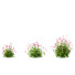 Büsche Persicaria amplexicaulis - valeriy korol ld