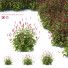 Büsche Persicaria amplexicaulis - valeriy korol ld