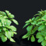 Büsche Pachysandra terminalis - valeriy korol ld