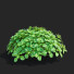 Büsche Pachysandra terminalis - valeriy korol ld