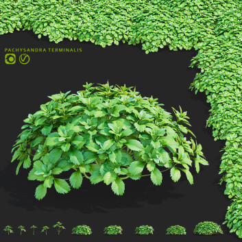 Krzewy  Pachysandra Terminalis Model 3D