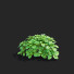 Büsche Pachysandra terminalis - valeriy korol ld