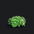 Büsche Pachysandra terminalis - valeriy korol ld