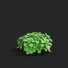 Büsche Pachysandra terminalis - valeriy korol ld