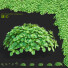 Büsche Pachysandra terminalis - valeriy korol ld