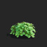 Büsche Pachysandra terminalis - valeriy korol ld