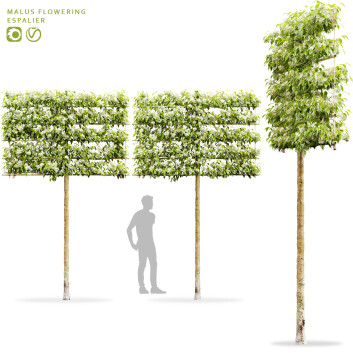 Drzewa  Malus Flowering Espalier Model 3D