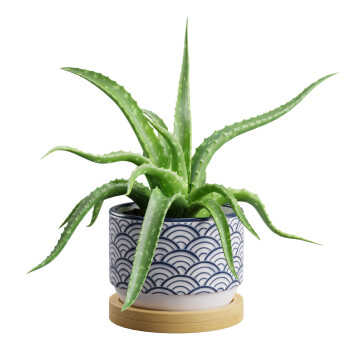 Roślina doniczkowa  Aloe Vera Small Model 3D