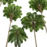 Drzewa New High Detail Sphaeropteris Lepifera Medium - Pandora-land