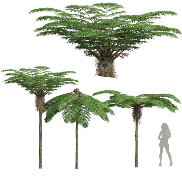 Drzewa New High Detail Sphaeropteris Lepifera Medium model 3D