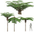 Drzewa New High Detail Sphaeropteris Lepifera Medium - Pandora-land