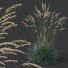 Hierba HQ Helictotrichon Sempervirens Pendula Avena Azul Versión 2 - Pandora-land