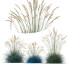 Hierba HQ Helictotrichon Sempervirens Pendula Avena Azul Versión 2 - Pandora-land
