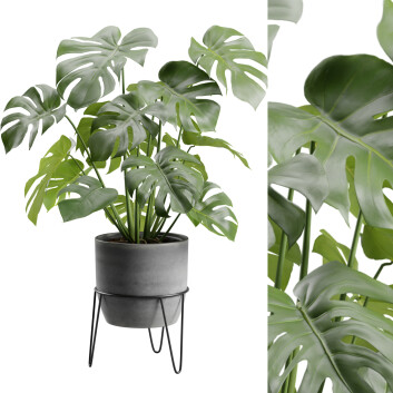 Roślina doniczkowa Monstera Deliciosa Model 3D