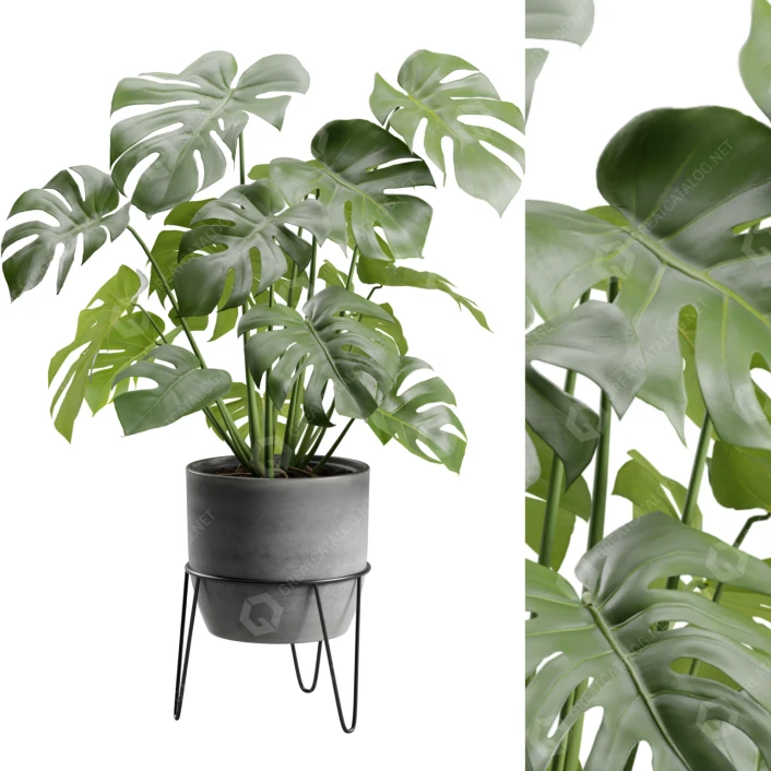 Potted Plant Monstera Deliciosa 3D model #42581 | GreatCatalog