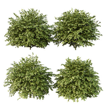 Bushes  Dwarf Burning 01 3D model