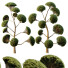 Arbres Sphérique 02 - hyperion