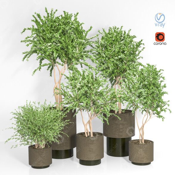 Растения в горшках Комнатные том 35 3D модель - GreatCatalog 42721