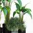 Potted Plants Indoor Vol 42 - uniquevry