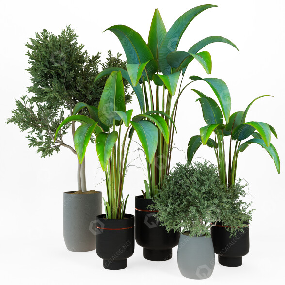 Potted Plants Indoor Vol 42 3D model