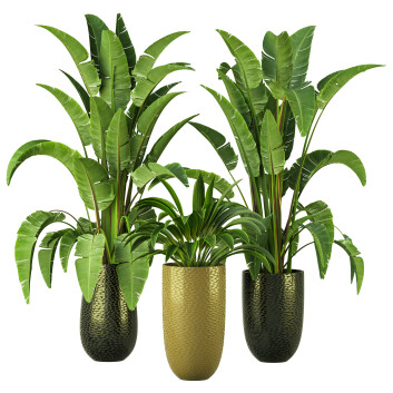 Topfpflanzen  Sammlung Indoor 69 3D-Modell