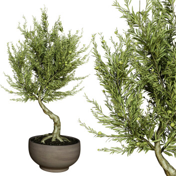 Topfpflanze  Olivenbaum drinnen vol 53 3D-Modell