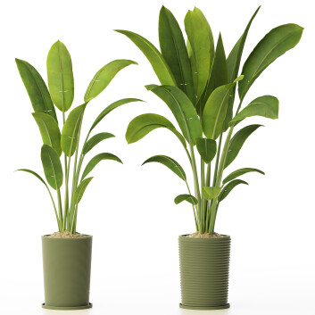 Topfpflanzen  Banane 128 3D-Modell