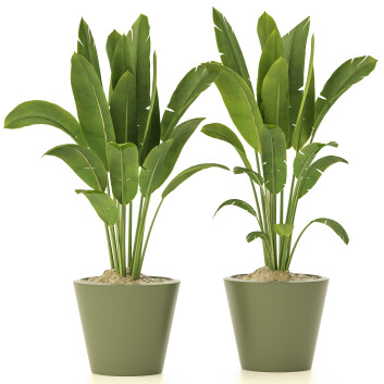 Topfpflanzen  Banane 129 3D-Modell